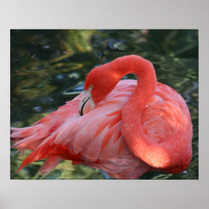 Belle affiche rose de Flamant rose