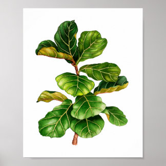 Belle aquarelle Fig plante affiche d'art