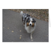 Belle Aussie multicolore (Devant horizontal)