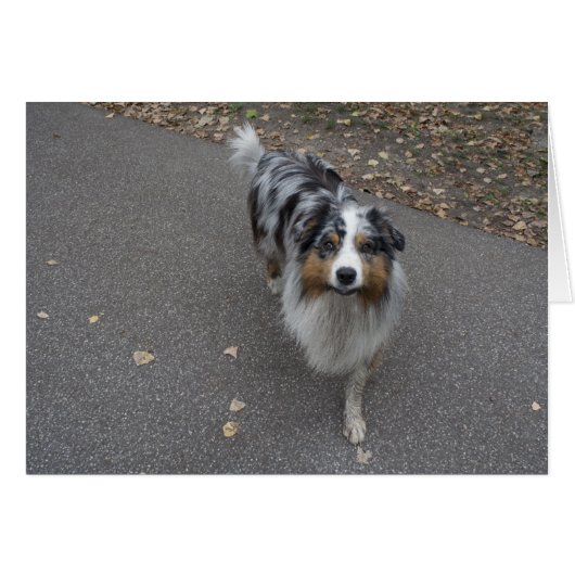 Belle Aussie multicolore (Devant horizontal)