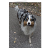 Belle Aussie multicolore (Devant)