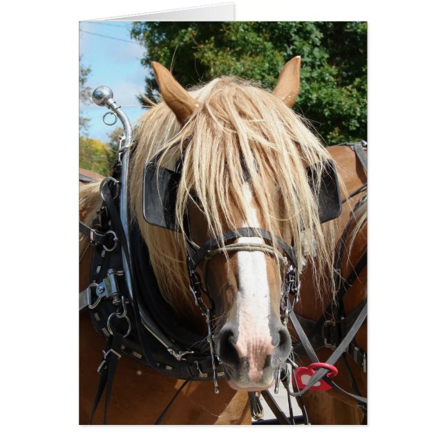 Belle Belge (Devant)