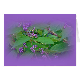 Belle-Belle américaine (Callicarpa americana)