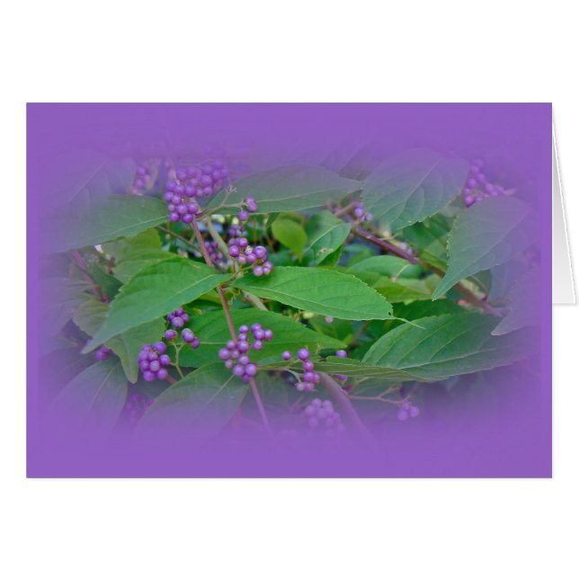 Belle-Belle américaine (Callicarpa americana) (Devant horizontal)