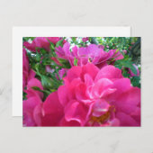 Belle Big Rose Roses Jardin Fleurs Carte postale (Devant / Derrière)