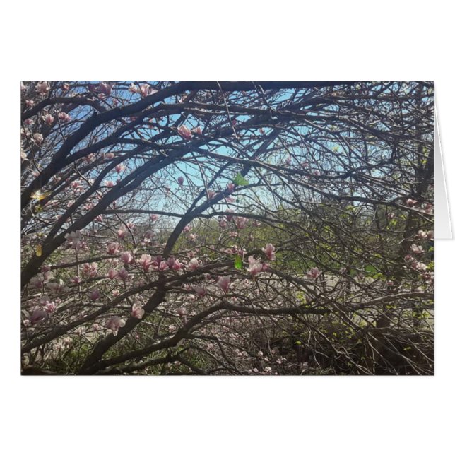 Belle Branches Arbre Magnolia Arbre Carte Vierge (Devant horizontal)