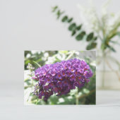 Belle Buddleia violet Fleurs Carte postale (Debout devant)