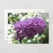 Belle Buddleia violet Fleurs Carte postale (Devant / Derrière)