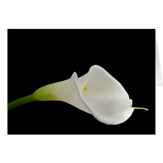 Belle calla blanche (Devant horizontal)
