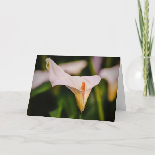 Belle Calla Lily dans le jardin Carte de note Fleu (Devant)