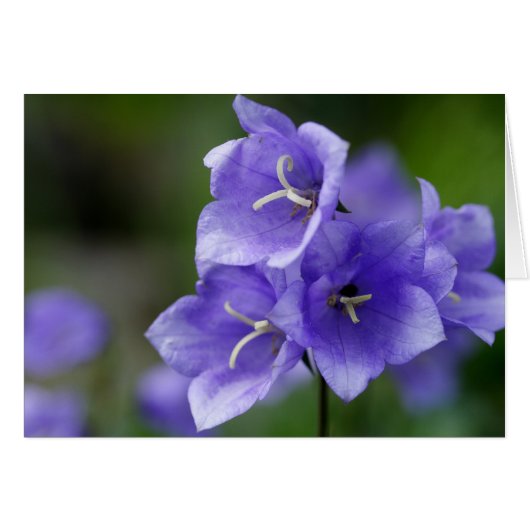 Belle Campanula Bellflower (Devant horizontal)