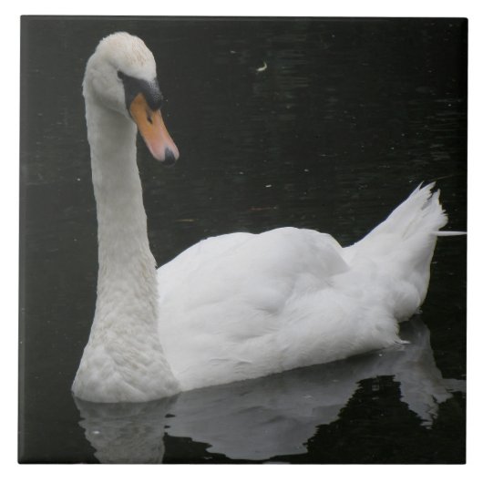 Belle Carreaux de Cygne Blanc (Devant)