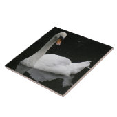Belle Carreaux de Cygne Blanc (Côté)