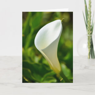Belle carte blanche Calla Lily