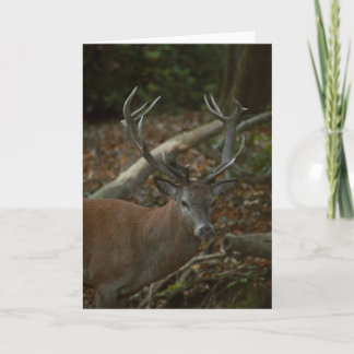 Belle carte blanche photo de buck