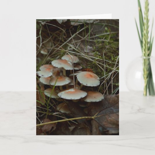 belle carte blanche photo de champignon (Devant)