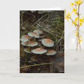 belle carte blanche photo de champignon (Fleur jaune)