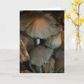 Belle carte blanche photo de champignons (Fleur jaune)