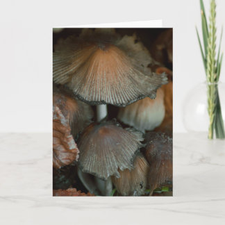Belle carte blanche photo de champignons