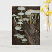 Belle carte blanche photo de champignons (Fleur jaune)