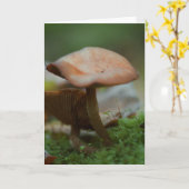 Belle carte blanche photo de champignons (Fleur jaune)
