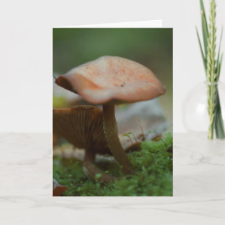 Belle carte blanche photo de champignons