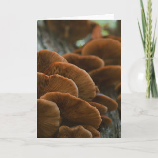 Belle carte blanche photo de champignons