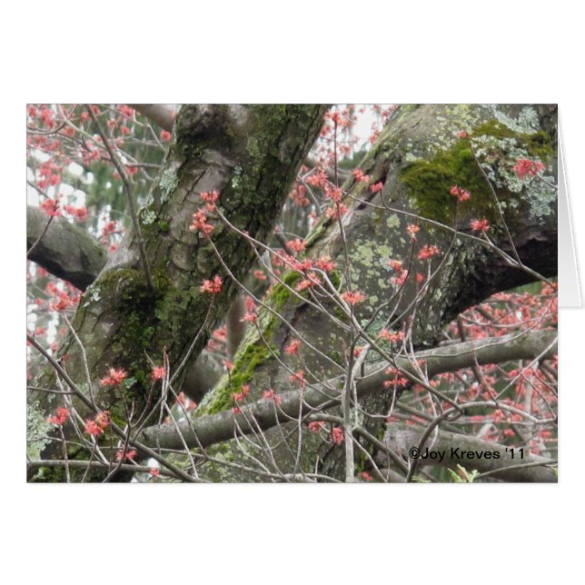 Belle carte blanche ressort (Devant horizontal)