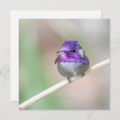 Belle carte de billet colibri de Costa (Devant / Derrière)