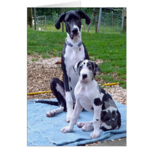 Belle carte de l'artilleur 3m de 6m