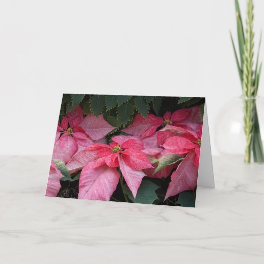 Belle carte de Noël de photo de poinsettias (Devant)