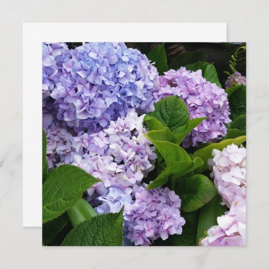 Belle carte de notes Hydrangeas (Devant / Derrière)