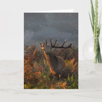 Belle carte de voeux de Red Deer à l'aube