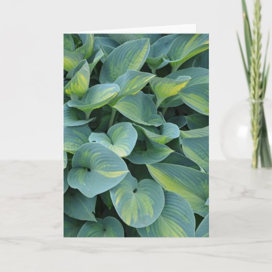 Belle carte de voeux hosta plante (Devant)