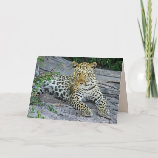 belle carte de voeux léopard (Devant)