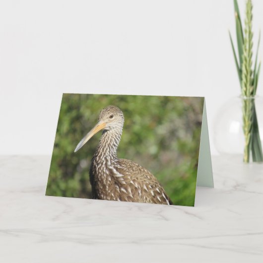 Belle carte de voeux Limpkin (Devant)
