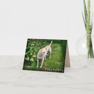 Belle carte de voeux pliée de Chien Catahoula