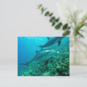 Belle carte postale (Debout devant)