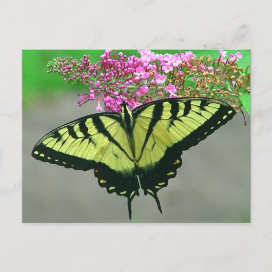 Belle carte postale 6 de papillon de machaon de (Devant)