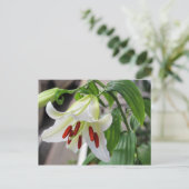 BELLE CARTE POSTALE BLANCHE EASTER LILY (Debout devant)