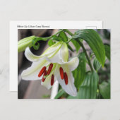 BELLE CARTE POSTALE BLANCHE EASTER LILY (Devant / Derrière)
