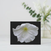 Belle carte postale blanche Petunia (Debout devant)