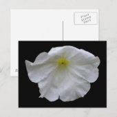 Belle carte postale blanche Petunia (Devant / Derrière)