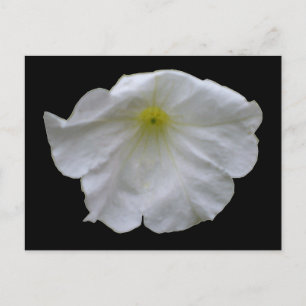 Belle carte postale blanche Petunia