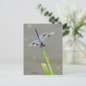 Belle carte postale Bleue Dragonfly (Debout devant)