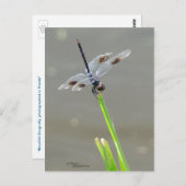 Belle carte postale Bleue Dragonfly (Devant / Derrière)
