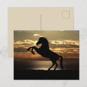 Belle carte postale Cheval (Devant / Derrière)