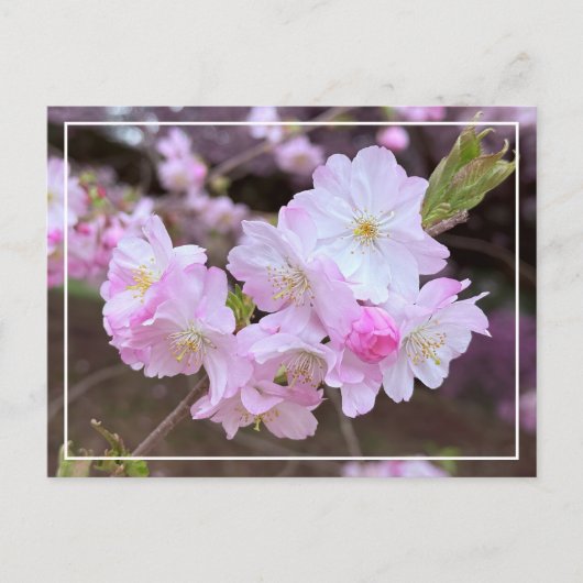 Belle Carte Postale Chic Spring Rose Cherry Blosso (Devant)
