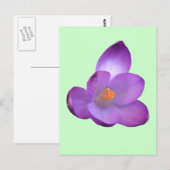 Belle carte postale Crocus (Devant / Derrière)