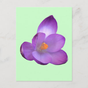Belle carte postale Crocus
